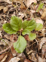 Orthilia secunda