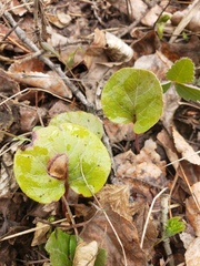Pyrola asarifolia