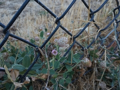 Trifolium fragiferum