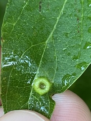 Pachypsylla