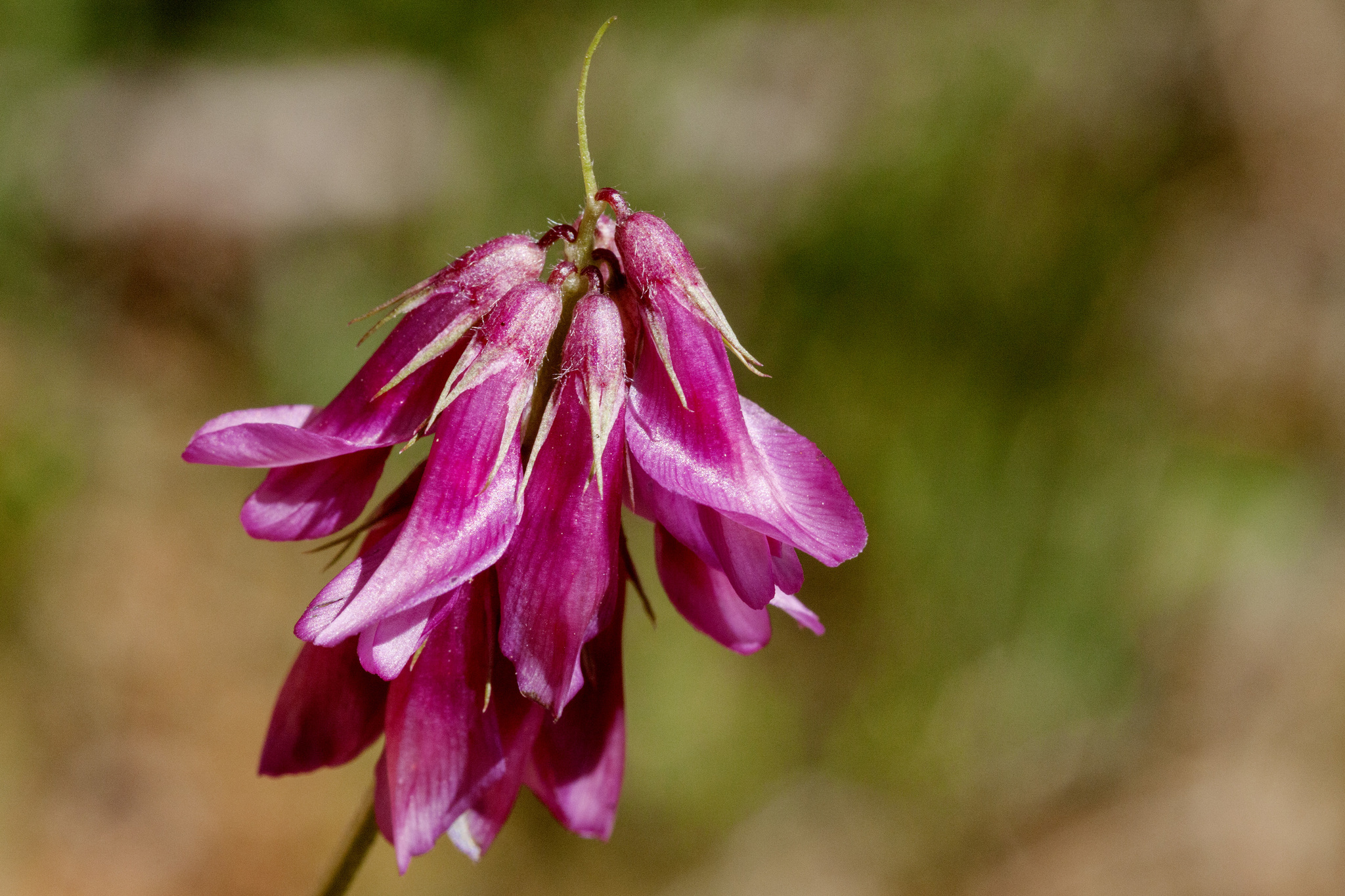Trifolium brandegeei