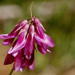 Trifolium brandegeei - Photo no hay derechos reservados, subido por Cecelia Alexander