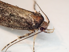 Atomotricha