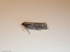 Atomotricha