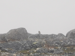 Plectrophenax nivalis