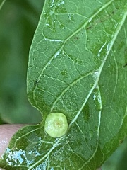 Pachypsylla