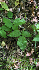 Rubus ursinus