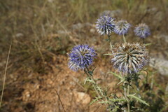 Echinops ritro ruthenicus