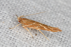 Pyroderces argyrogrammos