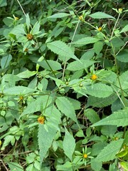 Bidens frondosa