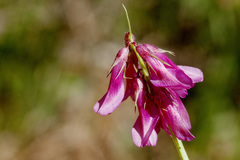 Trifolium brandegeei
