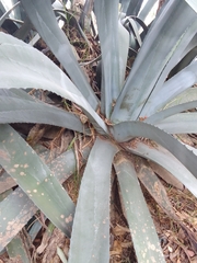 Agave americana