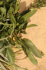 Tripolium pannonicum