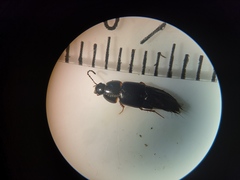 Tachinus rufipes