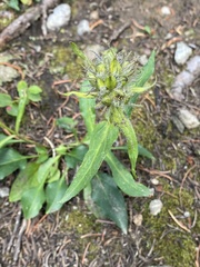 Penstemon whippleanus