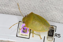 Acrosternum millierei