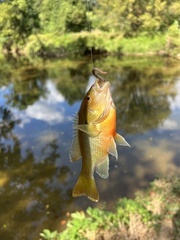 Lepomis auritus
