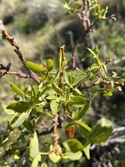 Ptelea trifoliata