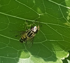 Helophilus trivittatus