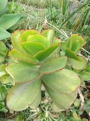 Cotyledon orbiculata