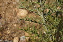 Echinops ritro ruthenicus