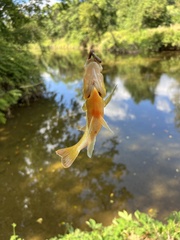 Lepomis auritus