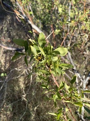 Ptelea trifoliata