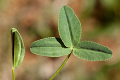 Trifolium brandegeei