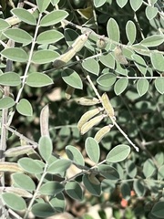 Indigofera lindheimeriana