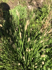 Eleocharis palustris