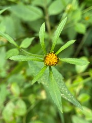 Bidens frondosa