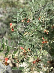 Indigofera lindheimeriana