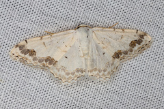 Scopula decorata