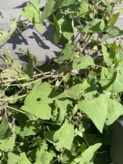 Persicaria perfoliata