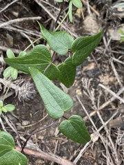 Dioscorea burchellii