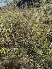Ptelea trifoliata