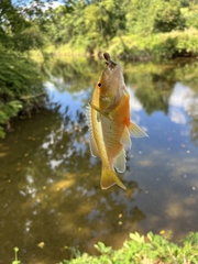 Lepomis auritus