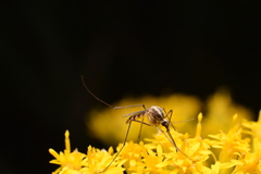 Aedes trivittatus