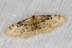 Idaea filicata