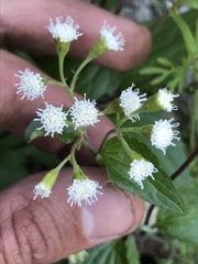 Ageratina rothrockii
