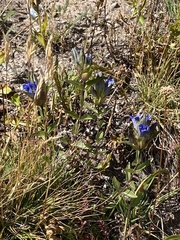 Gentiana parryi