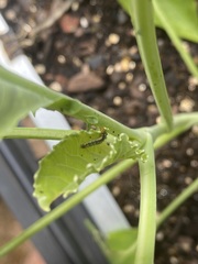 Evergestis rimosalis