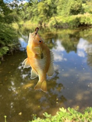 Lepomis auritus