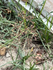 Cyperus rotundus