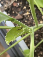 Evergestis rimosalis