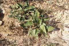 Viola ambigua