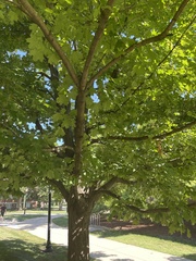 Acer nigrum
