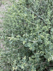 Brickellia californica