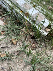 Cyperus rotundus
