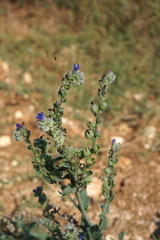 Anchusa leptophylla